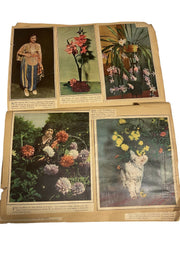 Antique Scrapbook c. 1930s, Color Newspaper Articles, Flowers, French Women