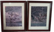 Amazing Framed Deer Photos (2) by Tom Brakefield 1988 Wildlife Lithographs
