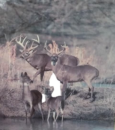 Amazing Framed Deer Photos (2) by Tom Brakefield 1988 Wildlife Lithographs