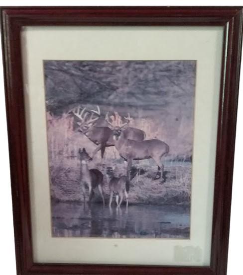 Amazing Framed Deer Photos (2) by Tom Brakefield 1988 Wildlife Lithographs