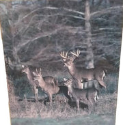 Amazing Framed Deer Photos (2) by Tom Brakefield 1988 Wildlife Lithographs