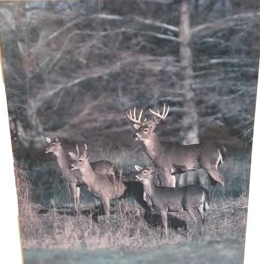 Amazing Framed Deer Photos (2) by Tom Brakefield 1988 Wildlife Lithographs