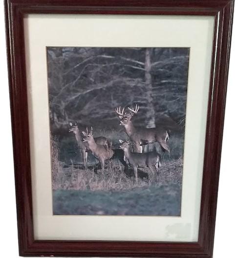 Amazing Framed Deer Photos (2) by Tom Brakefield 1988 Wildlife Lithographs