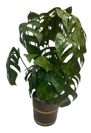 Faux Monstera Plant Collectible Decorative Natural Indoor Outdoor Gift Idea