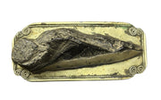 Belt Buckle P&JS8 Brass Fossil Tooth Rope Design Border Vintage