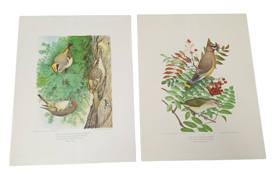 Bird Lithographs A.Hoen Set Of 2 9x12 Vintage Collectible Nostalgic Nature Avian