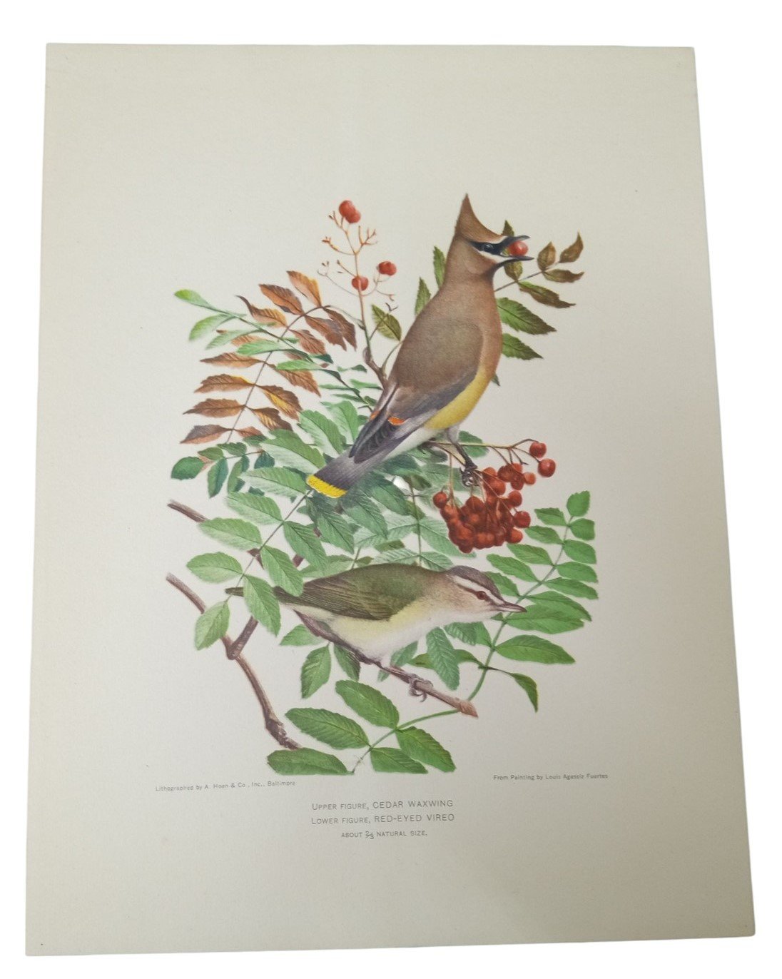 Bird Lithographs A.Hoen Set Of 2 9x12 Vintage Collectible Nostalgic Nature Avian
