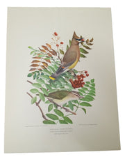 Bird Lithographs A.Hoen Set Of 2 9x12 Vintage Collectible Nostalgic Nature Avian