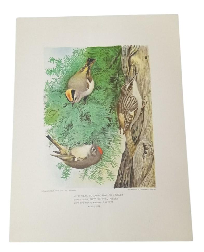 Bird Lithographs A.Hoen Set Of 2 9x12 Vintage Collectible Nostalgic Nature Avian