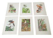 Bird Lithographs 9x12 Set Of 6 A.Hoen Vintage Collectible Nostalgic Avian