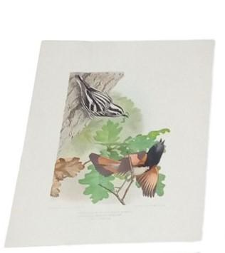 Bird Lithographs 9x12 Set Of 6 A.Hoen Vintage Collectible Nostalgic Avian