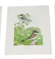 Bird Lithographs 9x12 Set Of 6 A.Hoen Vintage Collectible Nostalgic Avian