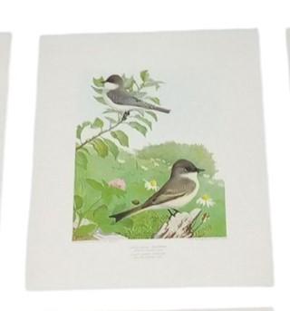 Bird Lithographs 9x12 Set Of 6 A.Hoen Vintage Collectible Nostalgic Avian