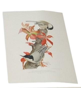 Bird Lithographs 9x12 Set Of 6 A.Hoen Vintage Collectible Nostalgic Avian