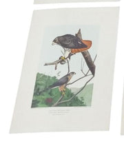 Bird Lithographs 9x12 Set Of 6 A.Hoen Vintage Collectible Nostalgic Avian