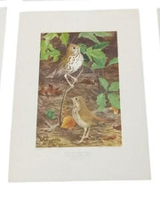 Bird Lithographs 9x12 Set Of 6 A.Hoen Vintage Collectible Nostalgic Avian