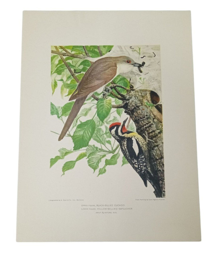 Bird Lithograph Cuckoo & Sapsucker 9x12 A.Hoen Vintage Collectible Nostalgic