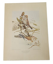 Bird Lithograph Tree Sparrow & Snowflake 9x12 A.Hoen Vintage Collectible