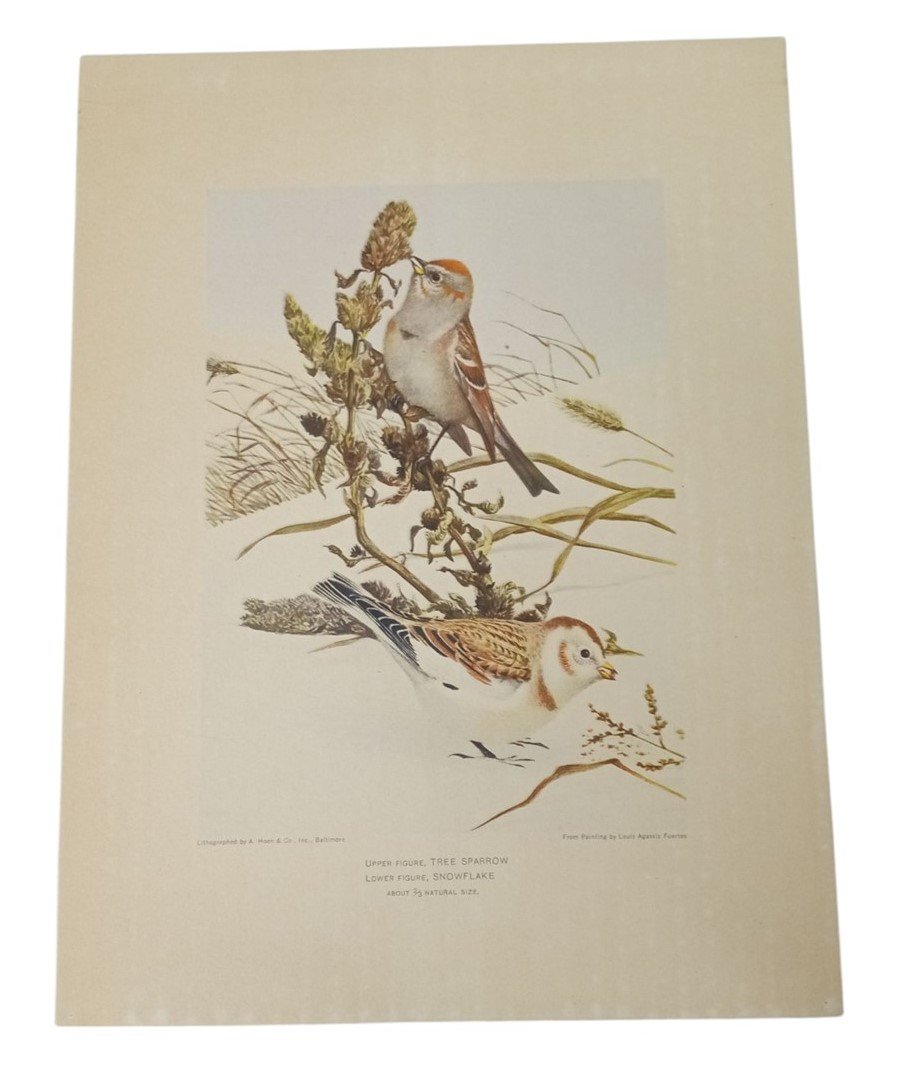 Bird Lithograph Tree Sparrow & Snowflake 9x12 A.Hoen Vintage Collectible