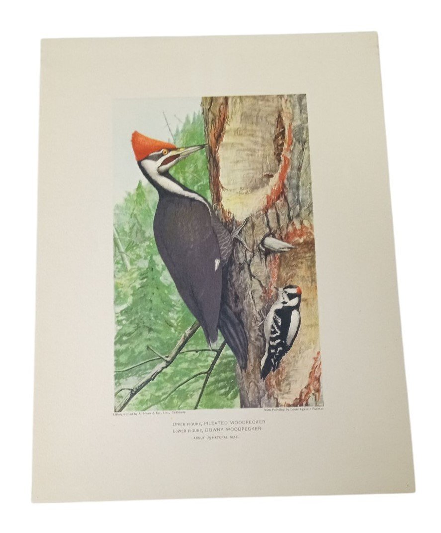 Bird Lithograph Woodpeckers A.Hoen 9x12 Vintage Collectible Nostalgic