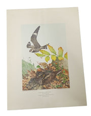 Bird Lithograph Nighthawk Whip-Poor-Will A.Hoen 9x12 Vintage Collectible