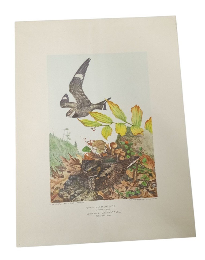 Bird Lithograph Nighthawk Whip-Poor-Will A.Hoen 9x12 Vintage Collectible