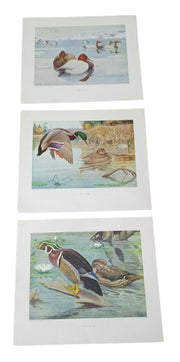 Duck Lithographs American Wildlife Institute 12x14 Set Of 3 Vintage Collectible