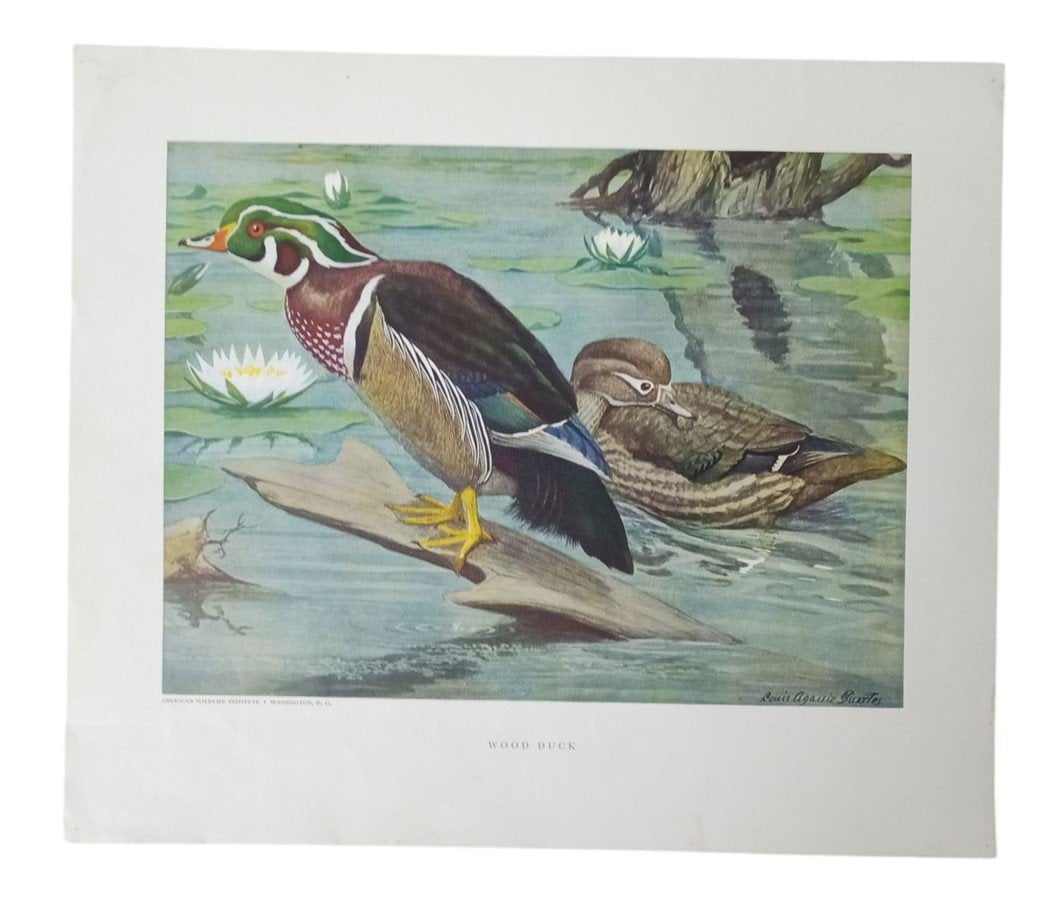 Duck Lithographs American Wildlife Institute 12x14 Set Of 3 Vintage Collectible