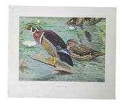 Duck Lithographs American Wildlife Institute 12x14 Set Of 3 Vintage Collectible