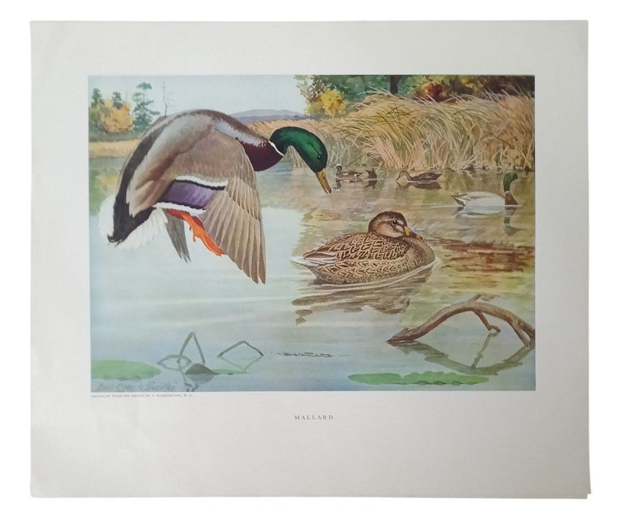 Duck Lithographs American Wildlife Institute 12x14 Set Of 3 Vintage Collectible