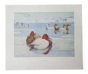 Duck Lithographs American Wildlife Institute 12x14 Set Of 3 Vintage Collectible