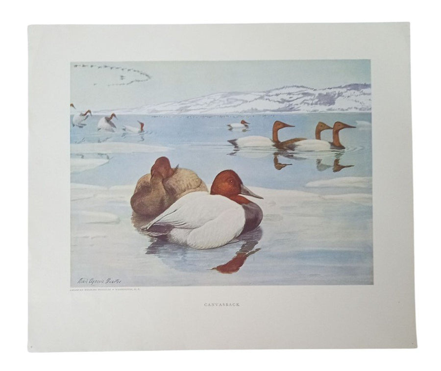 Duck Lithographs American Wildlife Institute 12x14 Set Of 3 Vintage Collectible