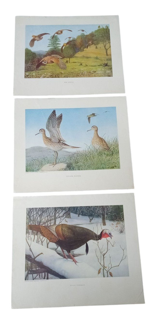 Bird Lithographs American Wildlife Institute 12x14 Set Of 3 Vintage Collectible