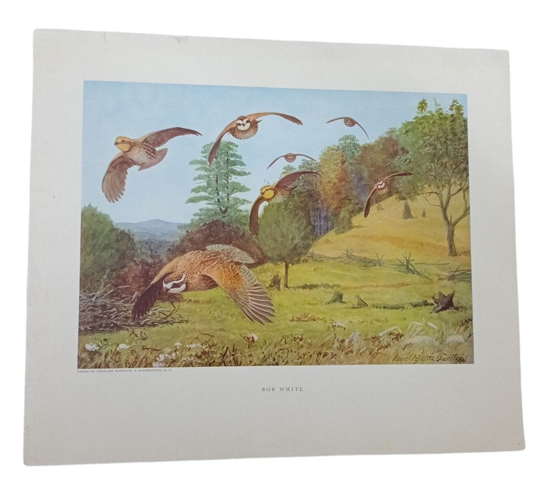 Bird Lithographs American Wildlife Institute 12x14 Set Of 3 Vintage Collectible