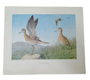 Bird Lithographs American Wildlife Institute 12x14 Set Of 3 Vintage Collectible