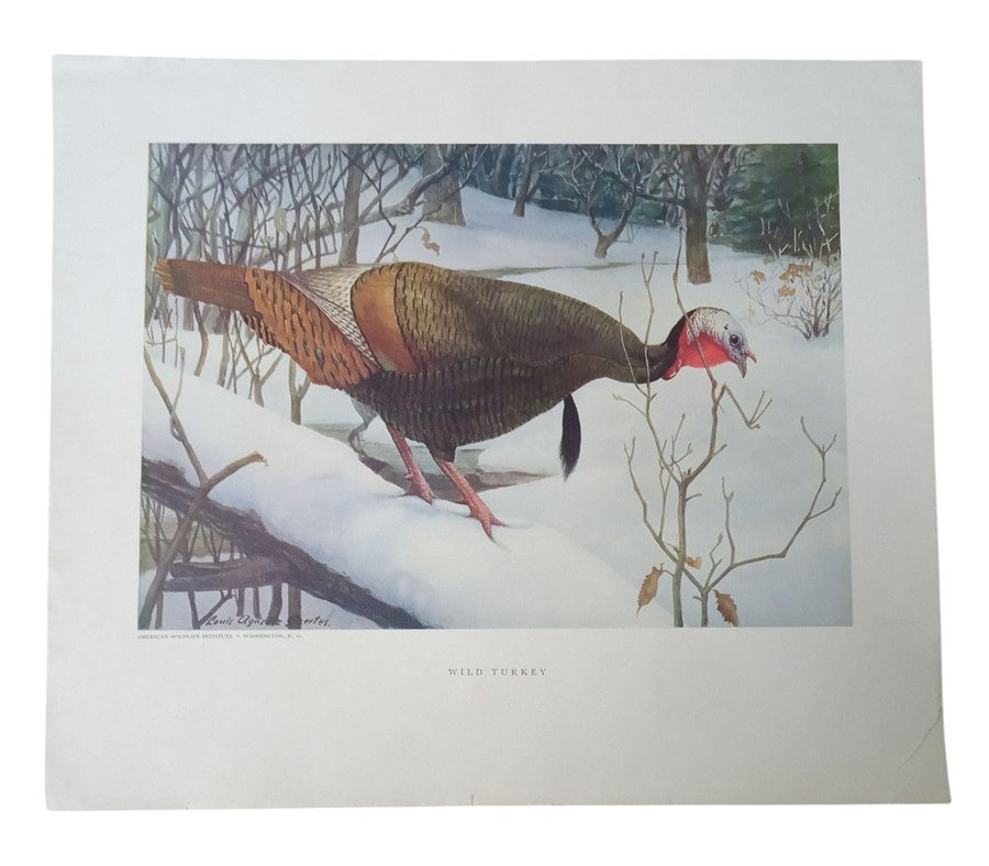 Bird Lithographs American Wildlife Institute 12x14 Set Of 3 Vintage Collectible