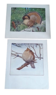 Bird Lithographs Ruffled Grouse American Wildlife Institute 12x14 Vintage