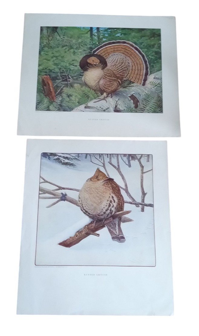 Bird Lithographs Ruffled Grouse American Wildlife Institute 12x14 Vintage