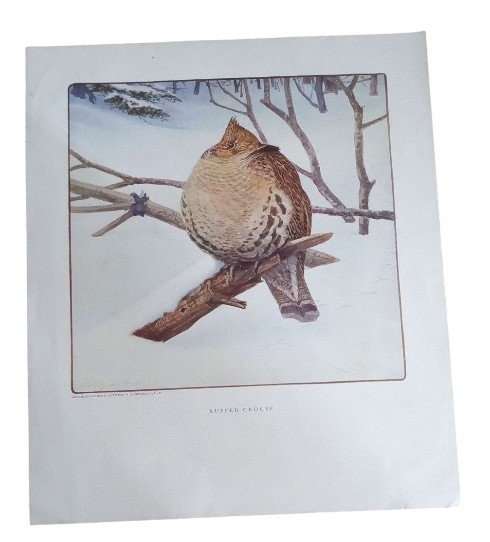 Bird Lithographs Ruffled Grouse American Wildlife Institute 12x14 Vintage