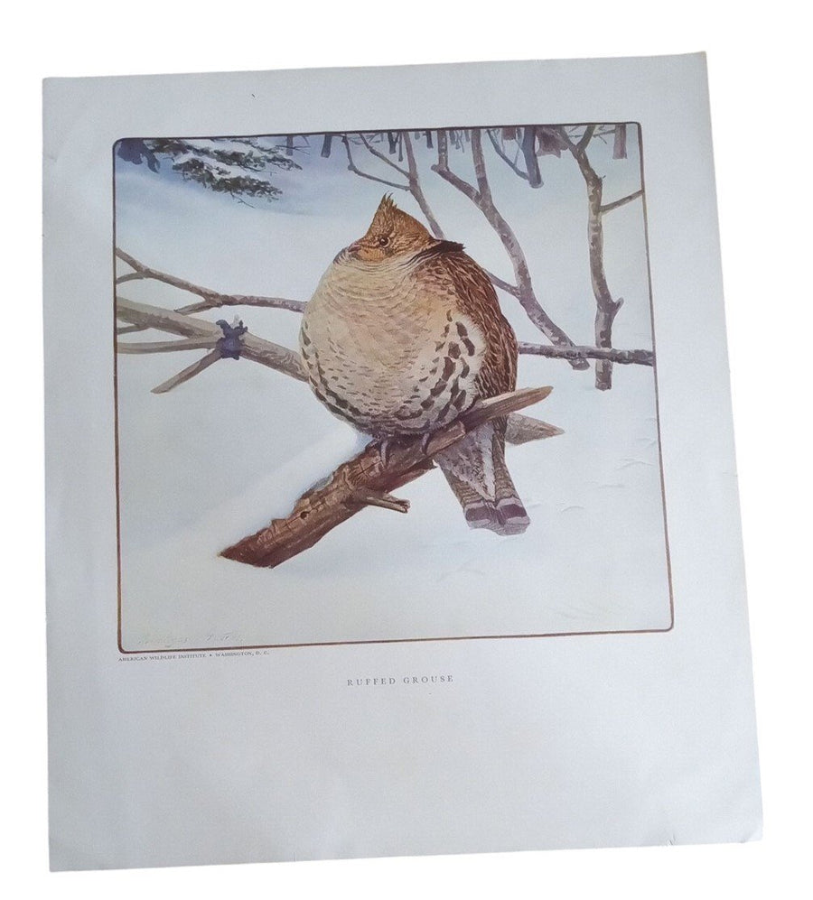 Bird Lithographs Ruffled Grouse American Wildlife Institute 12x14 Vintage