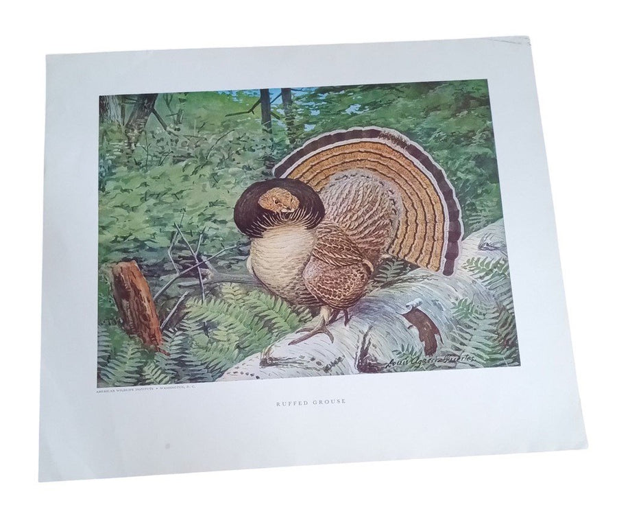 Bird Lithographs Ruffled Grouse American Wildlife Institute 12x14 Vintage