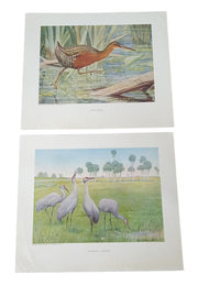 Bird Lithographs American Wildlife Institute 12x14 Vintage Collectible Nostalgic
