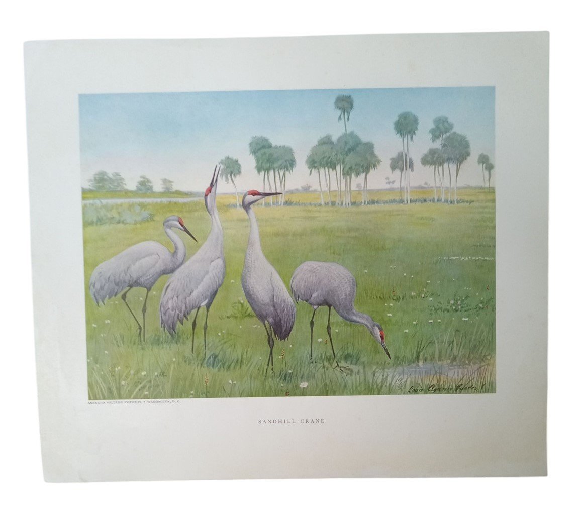 Bird Lithographs American Wildlife Institute 12x14 Vintage Collectible Nostalgic