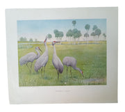 Bird Lithographs American Wildlife Institute 12x14 Vintage Collectible Nostalgic