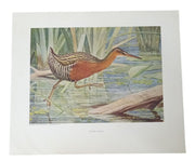 Bird Lithographs American Wildlife Institute 12x14 Vintage Collectible Nostalgic
