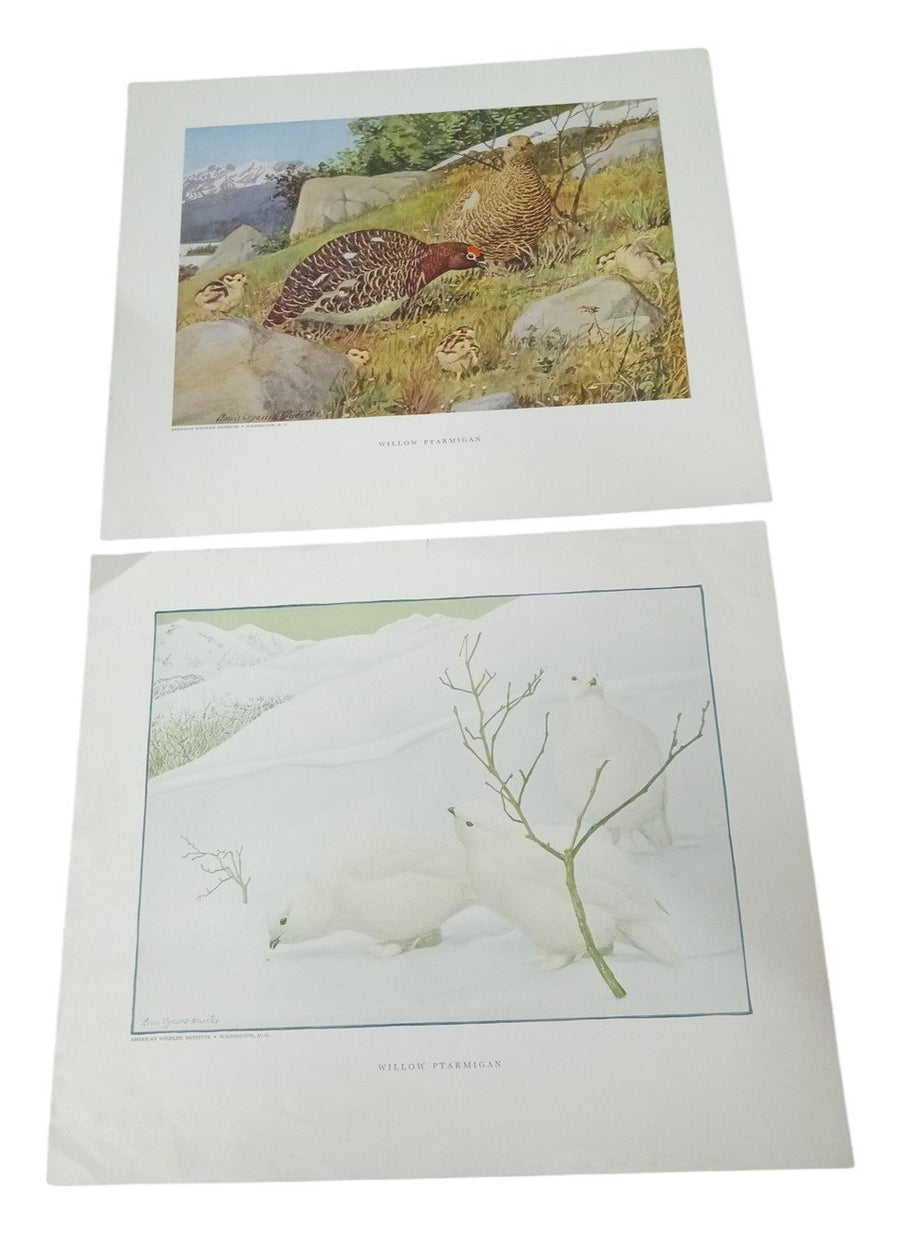 Bird Lithographs Willow Ptarmigan American Wildlife Institute 12x14 Vintage