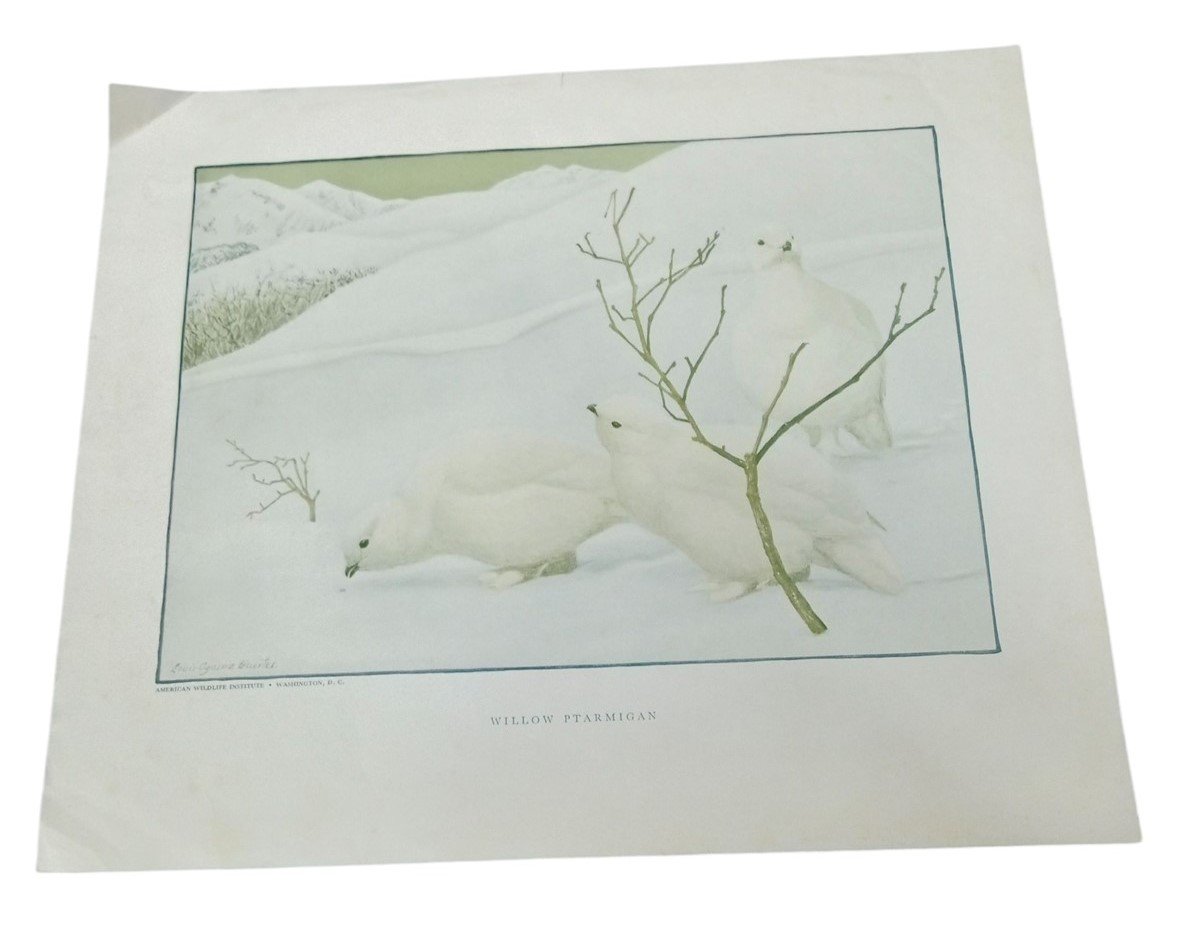 Bird Lithographs Willow Ptarmigan American Wildlife Institute 12x14 Vintage