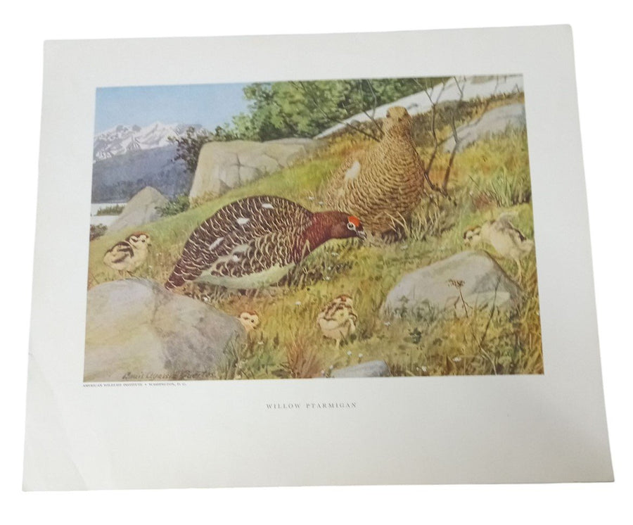 Bird Lithographs Willow Ptarmigan American Wildlife Institute 12x14 Vintage