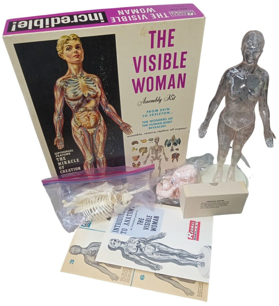 Renwal Visible Woman Anatomy Assembly Kit Likely 1960s Vintage Educational Model