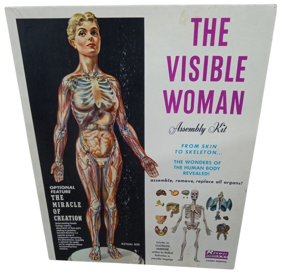 Renwal Visible Woman Anatomy Assembly Kit Likely 1960s Vintage Educational Model